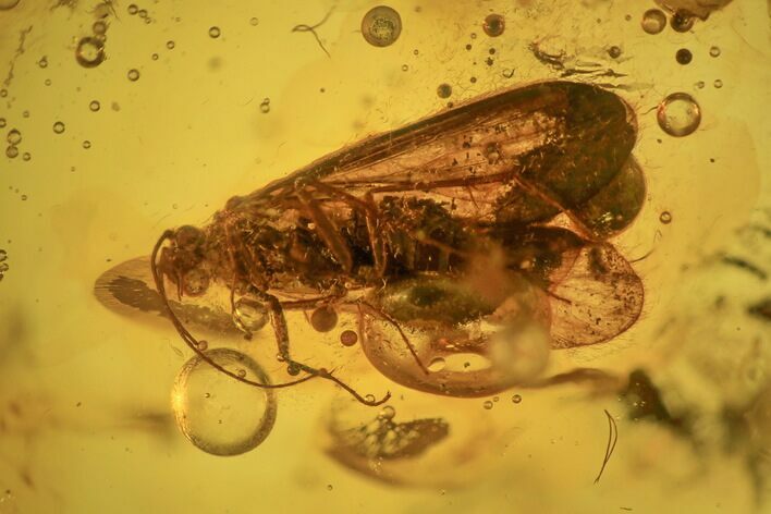 Fossil Caddisfly (Trichoptera) and Flies (Diptera) in Baltic Amber #234545